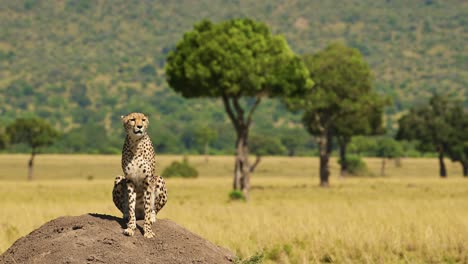 animales de safari de vida silvestre africanos de guepardo en el montículo de termitas cazando y buscando presa en un mirador en áfrica, en masai mara, kenia en masai mara, hermoso retrato en el paisaje de sabana