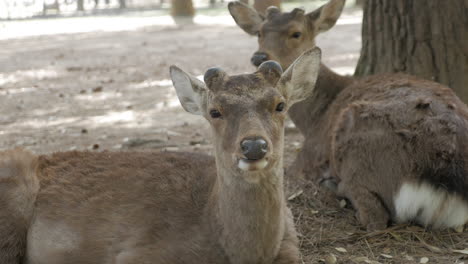 deer in the city of nara - japan