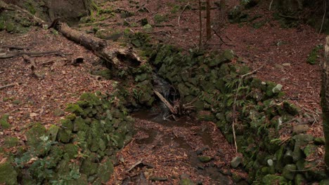 moss covered stone wall stream with autumn leafs, japan