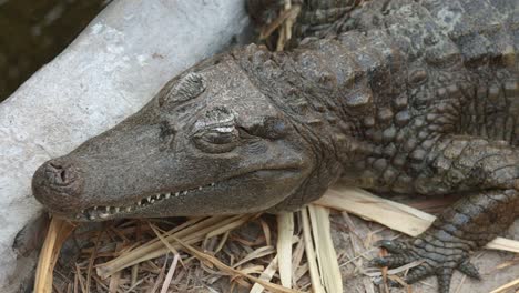 american alligator slowly falling asleep, close-up still shot