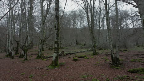 moody beech forest in winter