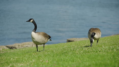 pair of canada geese standing on the banks of burlington bay at bayfront park in hamilton, ontario, canada. - wide shot