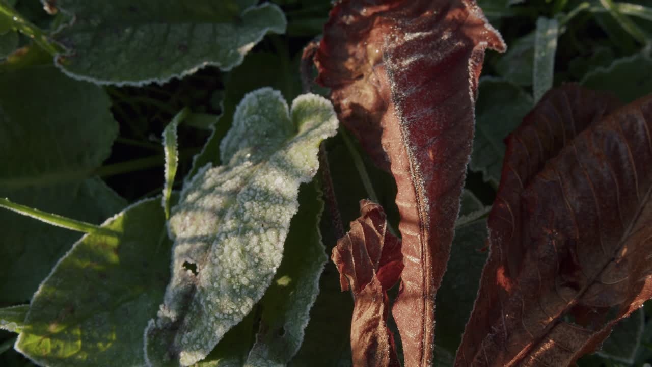 가을의 추운 아침 일출 동안 일부 서리 잎이 지형에 있습니다.