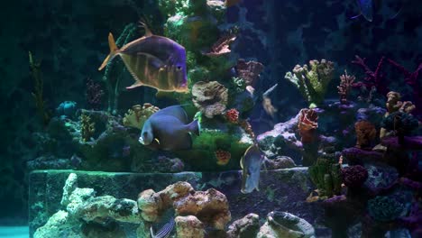 a small clownfish  with actinia at coral reef