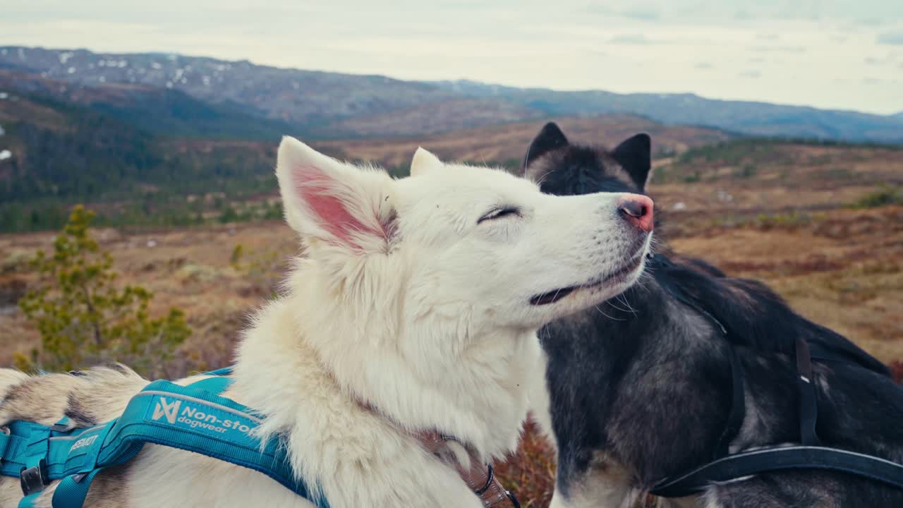 Alaskan Malamute Dogs Resting Over Mountain Hike Trails. Close-up Shot
