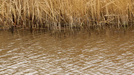 made-shots-of-reeds-at-the-waterline-at-a-wetland-nature-reserve-on-the-river-Ant-at-the-Norfolk-Broads