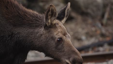 Slow-motion-tracking-follows-young-moose-calf-walking-along-railroad-tracks