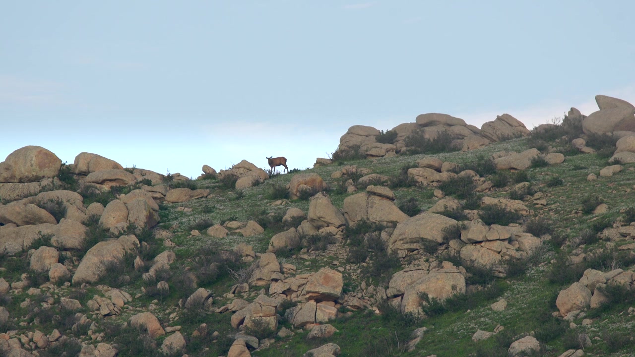Lone Deer Grazing on Rocky Hillside