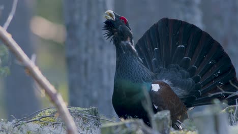 Male-western-capercaillie-roost-on-lek-site-in-lekking-season-close-up-in-pine-forest-morning-light