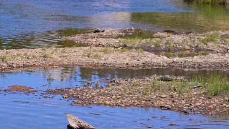 4k zoomed shot captures a lone killdeer (charadrius vociferus) looking for food along the yosemite river bank. the bird almost blends in with the rock pebbles of the riverbank