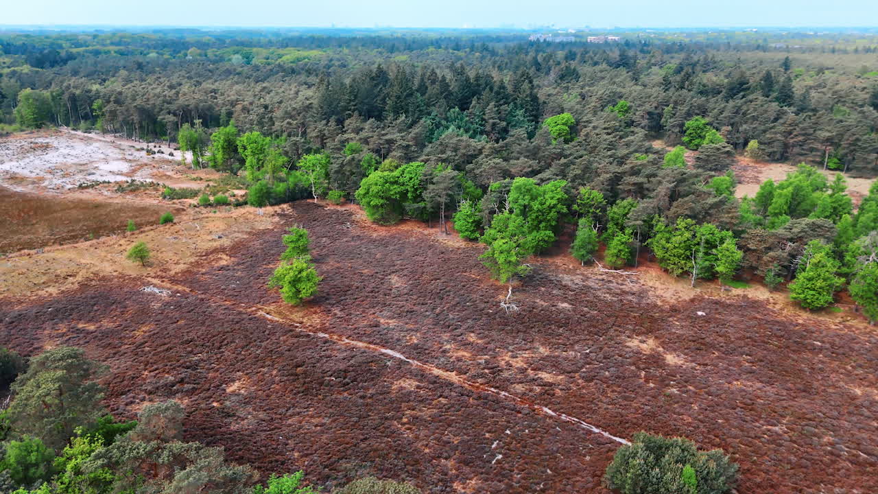 Bare land in the forest among the woods. Drone footage overt the nature in the Netherlands.
