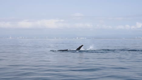 ballena hembra usando su aleta pectoral golpeando el agua para atraer y alentar a los machos a reproducirse