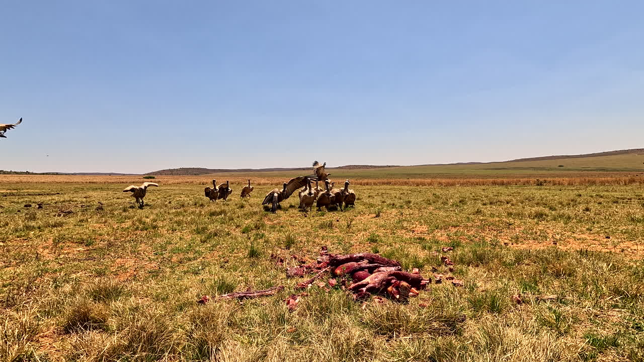 POV, vultures land in field to investigate remains of abandoned carrion carcass