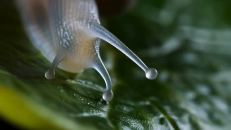close-up of a snail on a green leaf
