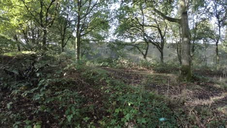 FPV-drone-weaving-through-dense-quarry-woodland-with-sunlight-shining-through-trees-and-foliage