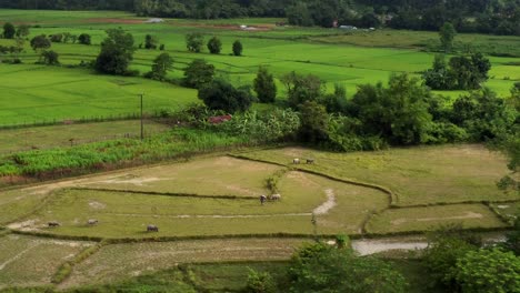 a farmer tending to his animals in a rural area in laos, southeast asia