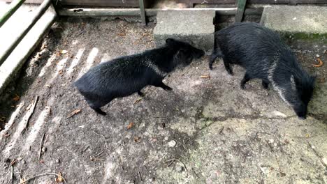young wild boar animals running in the cage of zoo,slow motion top down shot