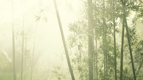 Bosque-De-Bambú-Asiático-Con-Clima-De-Niebla-Matutina