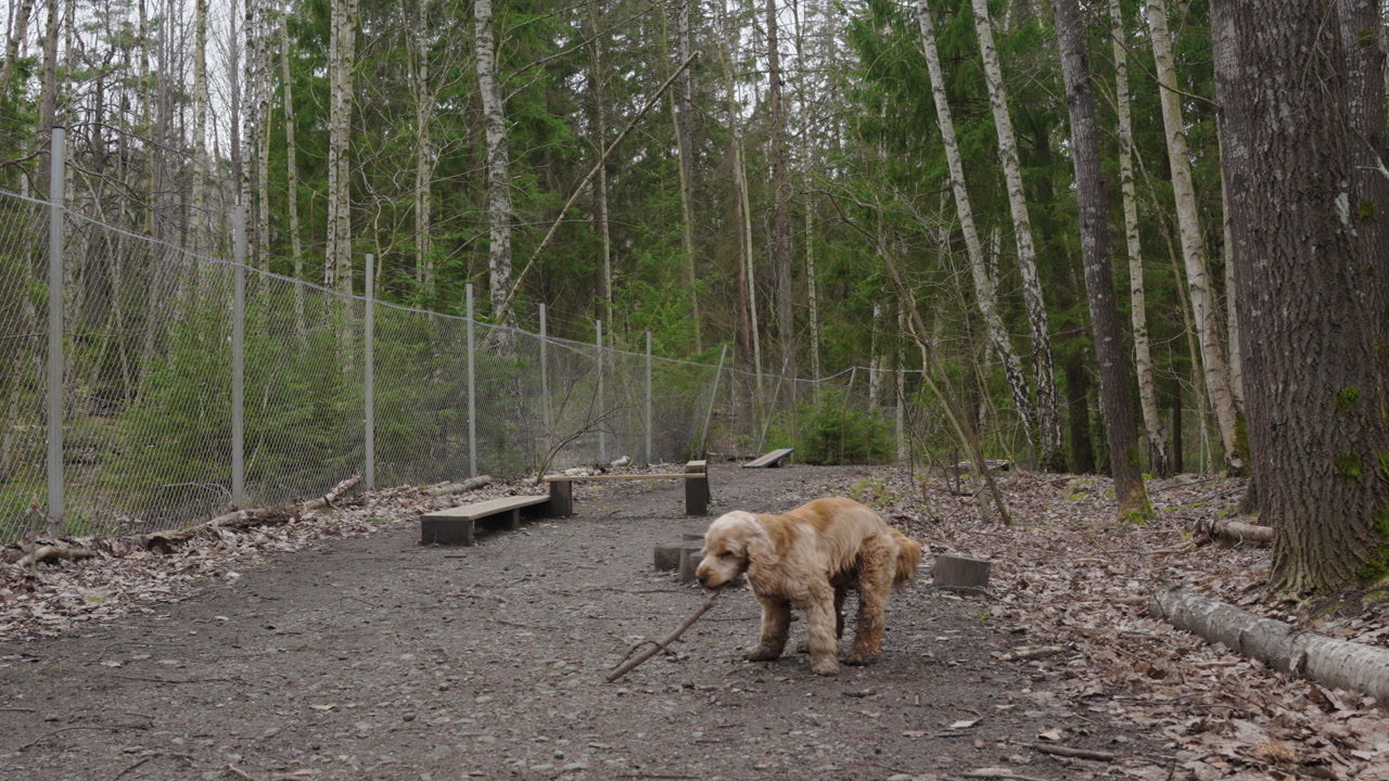 Footage of a cocker spaniel dog walking in an agility park