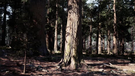 árboles altos en un bosque exuberante y verde