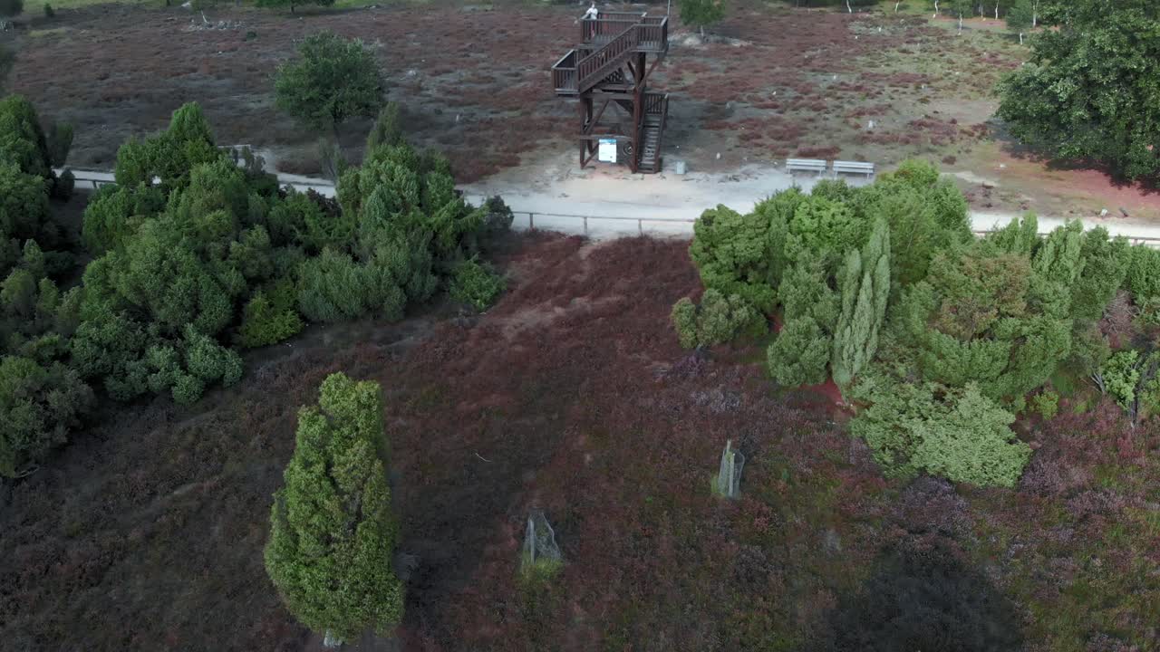 antena de brezo púrpura floreciente en el parque nacional de meinweg, países bajos - imágenes de drones de 4k