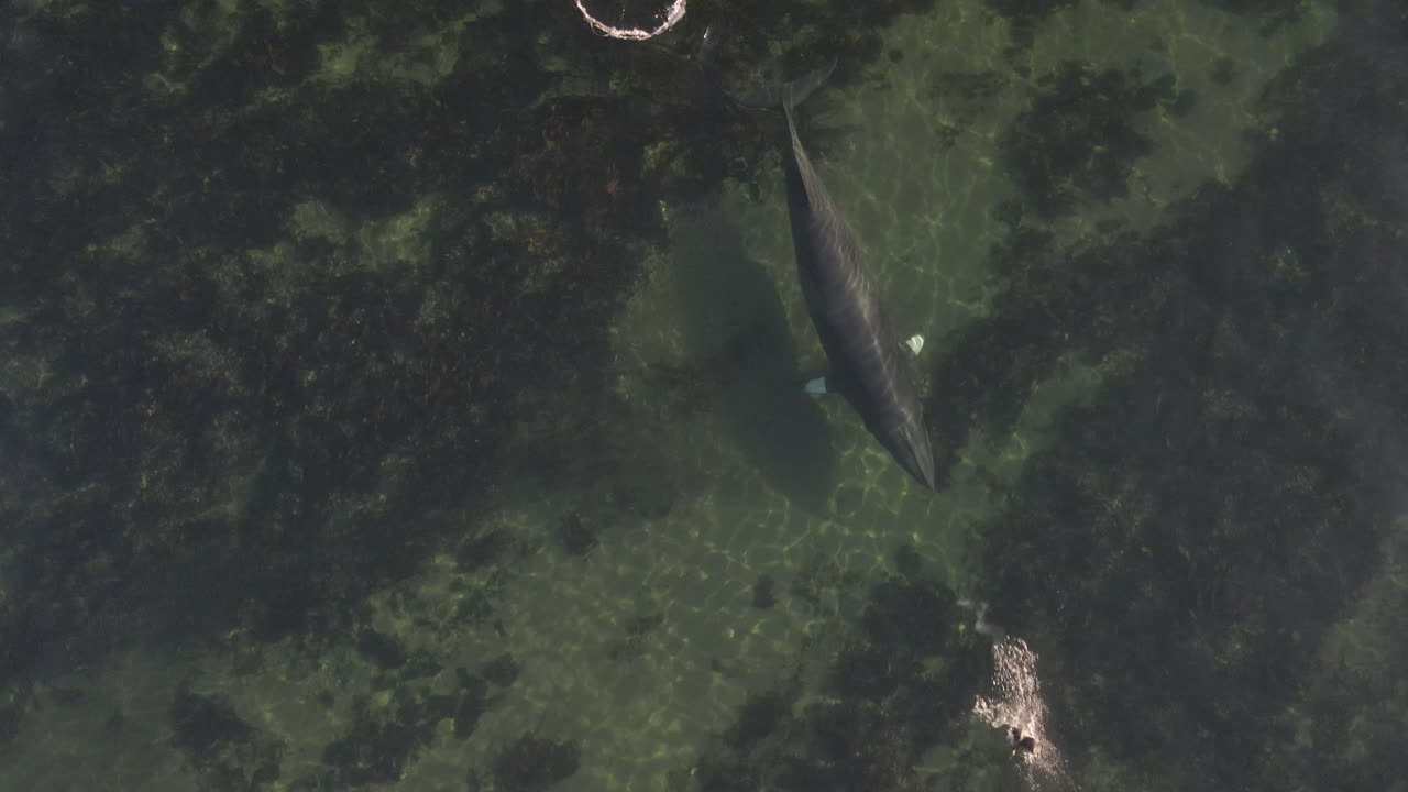 동부 퀘벡의 얕은 물에서 수영하는 밍크 고래