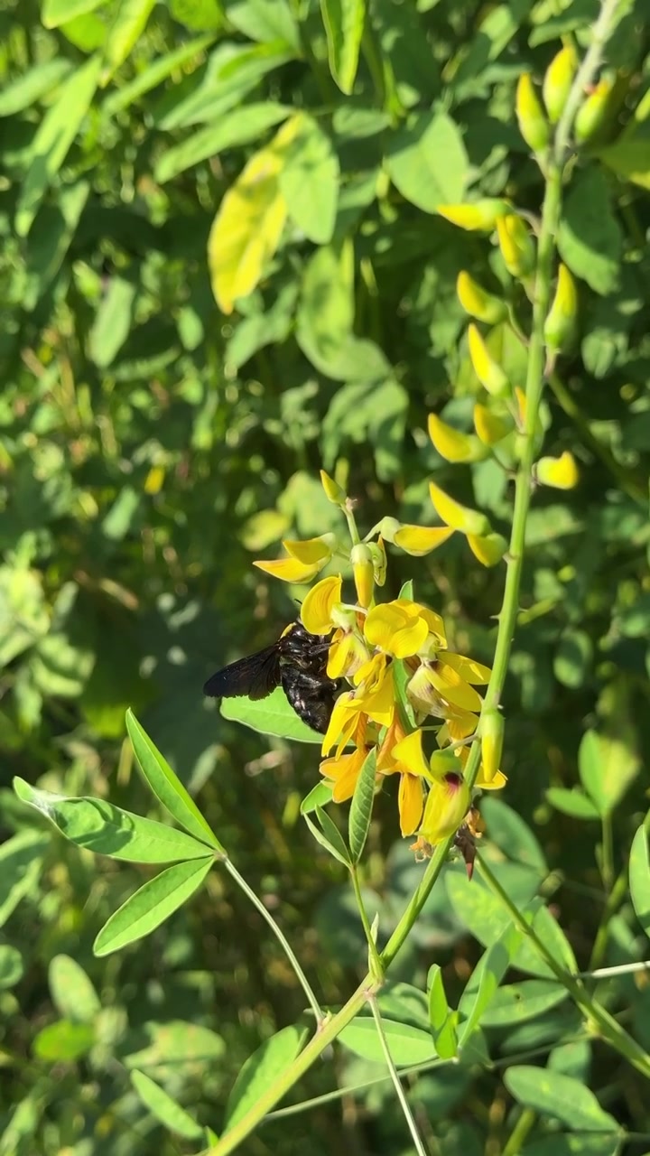 Carpenter Bee Pollinating Yellow Wildflowers in Sunlight