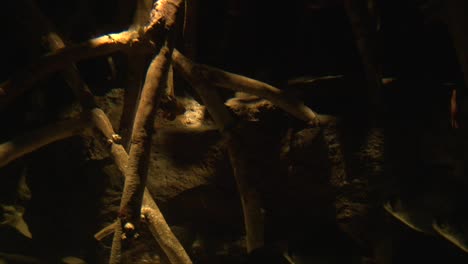 Silhouettes-of-silver-moony-fish-majestically-peacefully-swimming-around-underwater-plant-roots-and-rocks-in-a-orange-brown-toned-tank-at-a-aquarium