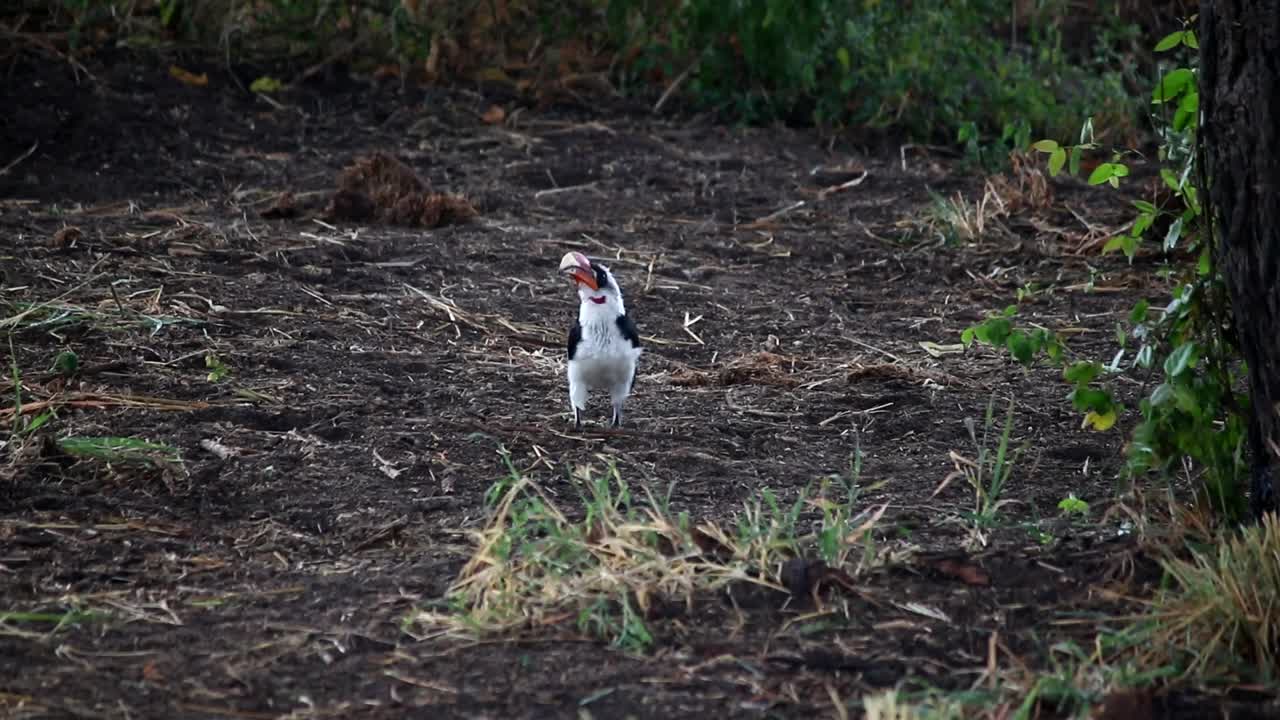 primer plano del momento en que el icónico cálao de pico rojo africano en el suelo comienza a volar