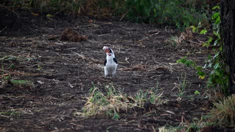primer plano del momento en que el icónico cálao de pico rojo africano en el suelo comienza a volar