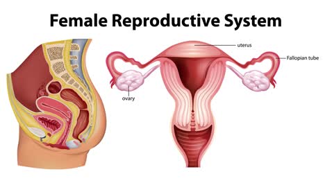 educational animation of the female reproductive system.