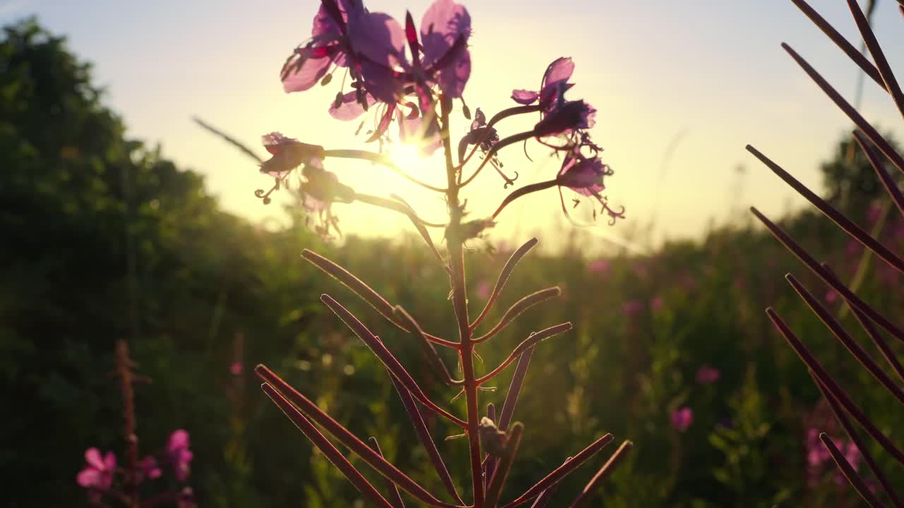 Makro drømmende nærbilde av lilla geitramsblomster som gløder i gyllent solnedgangslys
