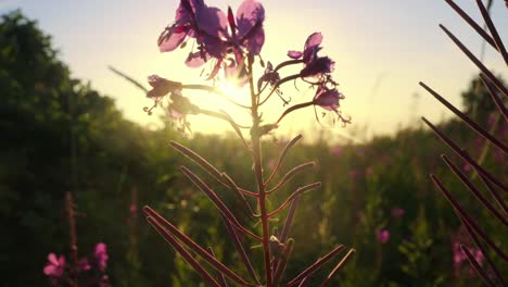 macro dreamy close-up of purple flowers willowherbs glowing in golden sunset light