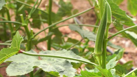 okra plant  with fruit