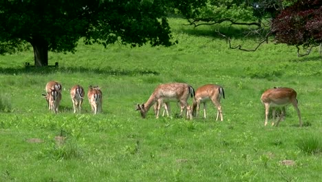 a group of fallow dear grazing in a grass meadow in wales in the uk