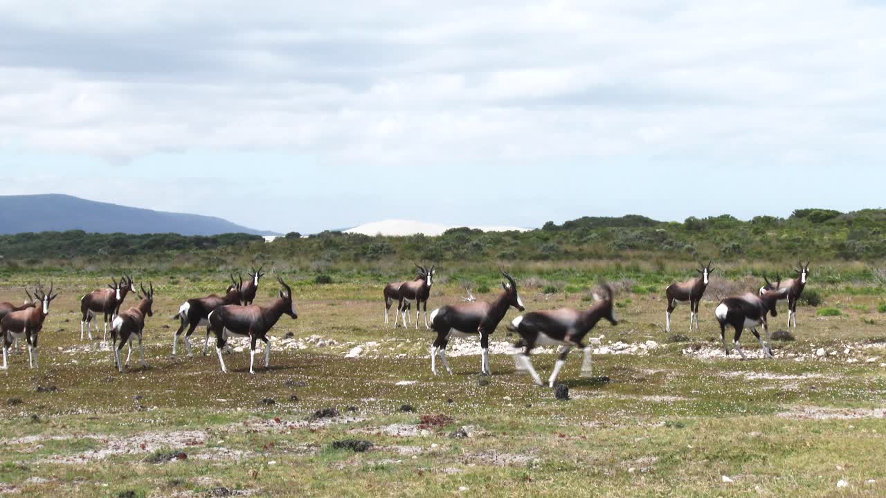 una manada de bontebok en la llanura costera con dunas al fondo