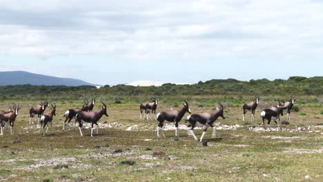 a herd of bontebok on the coastal plain with dunes in the background