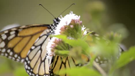 Cerca-De-Una-Hermosa-Mariposa-Monarca-Comiendo-Néctar-De-Una-Flor