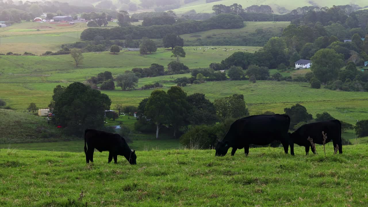 A group of black cows peacefully grazing on a verdant hillside with a scenic rural backdrop.