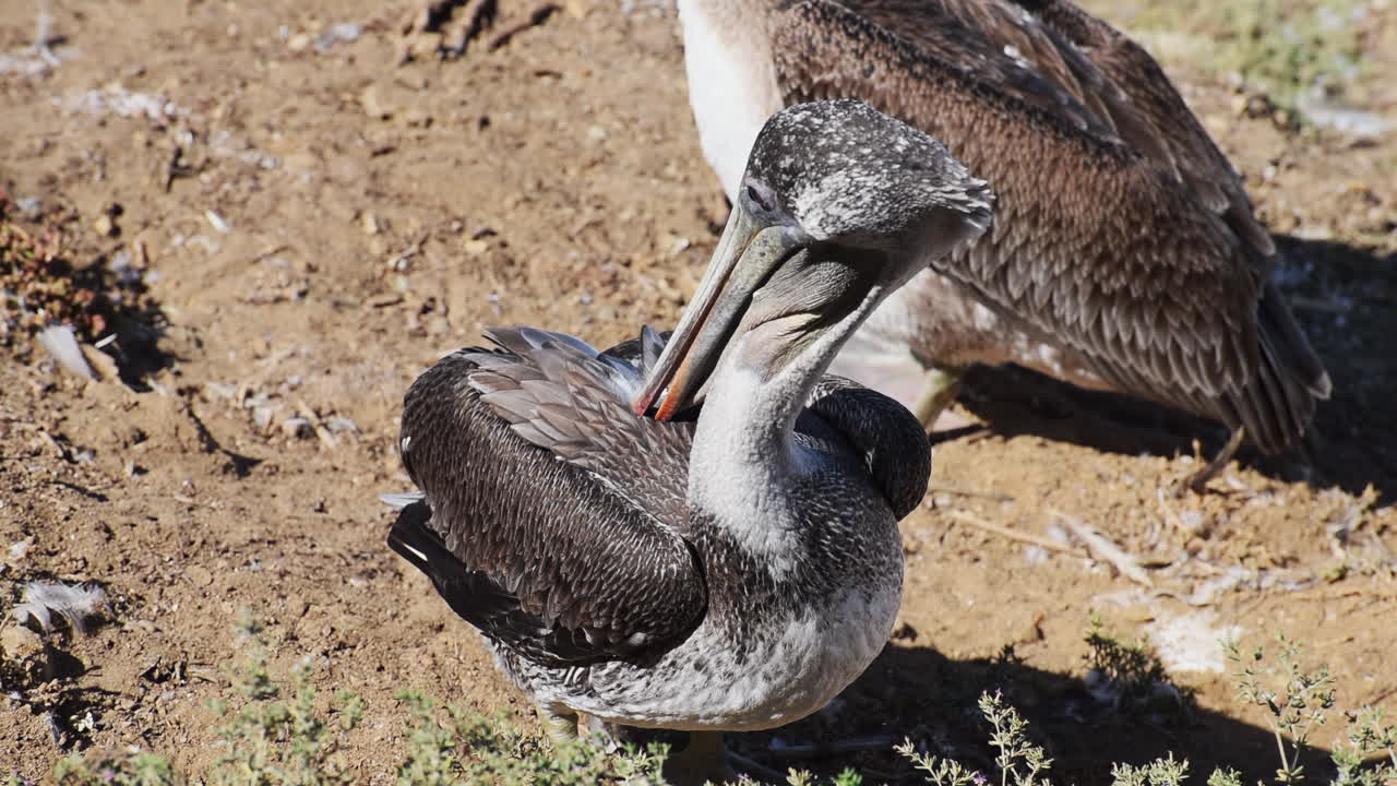 Brown pelican resting on dry grass near the cliffs of La Jolla with blue ocean in the background
