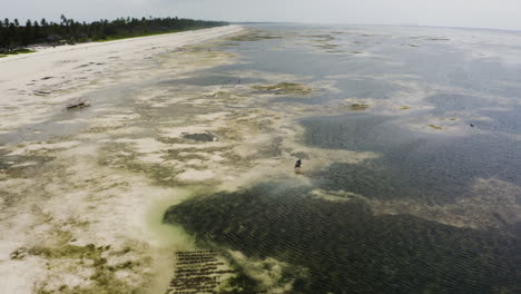 Person-foraging-for-fish-in-tropical-sea-with-algae-at-low-tide