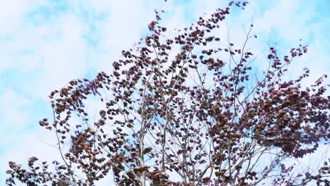 Wind-gusts-ravaging-branches-and-autumn-leaves-on-tall-tree---Slowly-tilt-up-in-strong-wind---Blue-sky-with-cotton-clouds-background