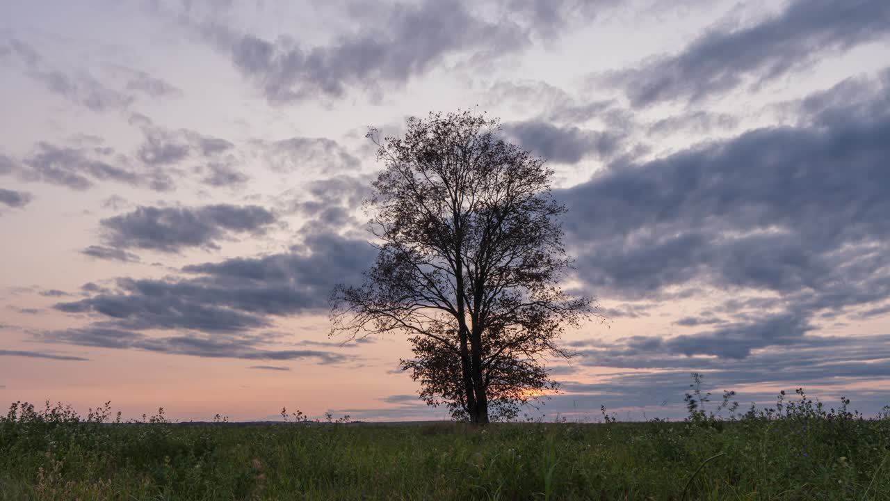 Hyperlapse around a lonely tree in a field during sunset, beautiful time lapse, autumn landscape, video loop