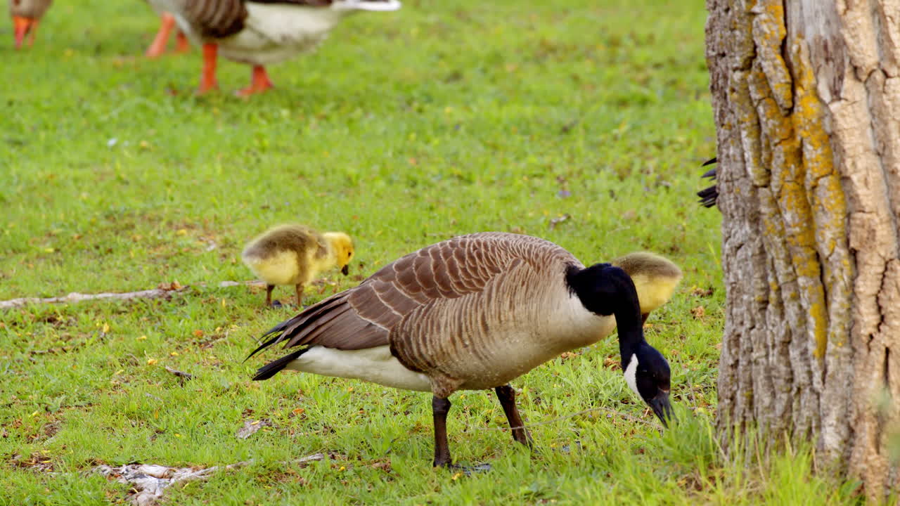 Goose hatchlings learn the ropes in a breathtaking slow-motion view.