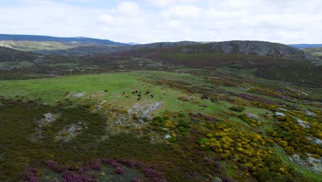Herd-of-cattle-graze-and-roam-freely-on-plateau-top-of-sierra-segundera-zamora-spain