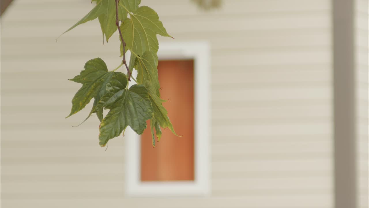 Foglie verdi che ondeggiano delicatamente davanti a una finestra residenziale.