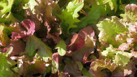 closeup of fresh organic lettuce growing in a small garden