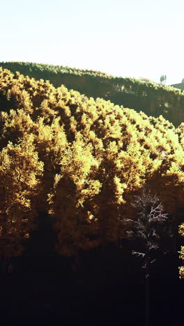 autumn forest on a hillside