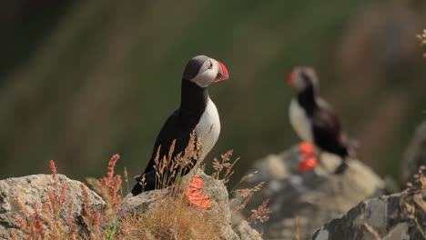 atlantic puffin (fratercula arctica), on the rock on the island of runde (norway).