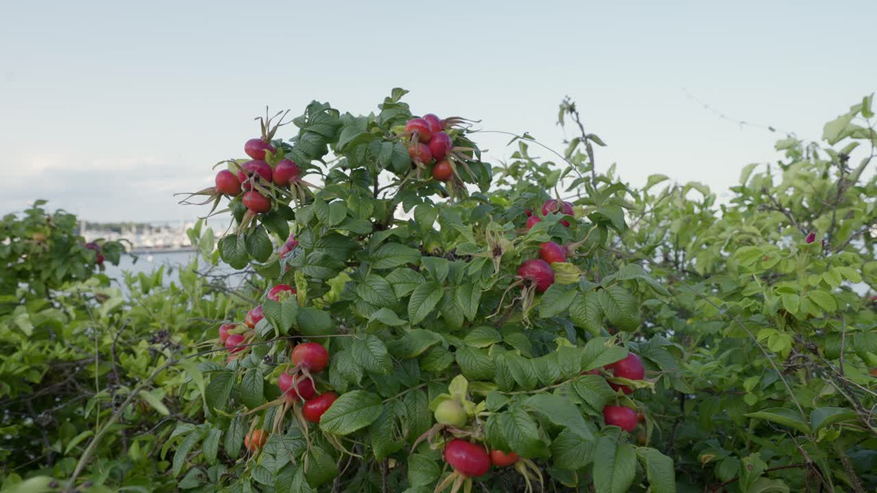 Albero di frutti rossi proprio in riva all'oceano, campo largo